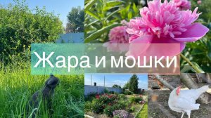 У нас жара и мошки