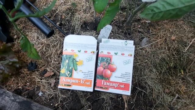 Простое средство для здоровья томатов. Опрыскивание по листу смотреть онлайн