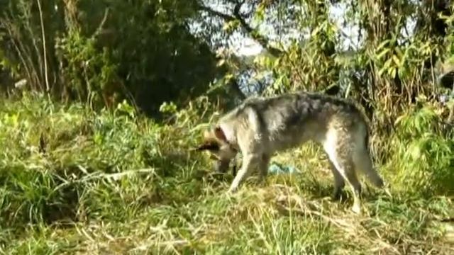 веселая собака жрет траву как корова смотреть онлайн