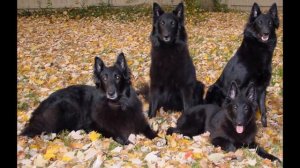 Belgian Sheepdog (dog breed HD slide show)! / !