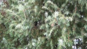 Обзор дачи СНТ "Ландыш" д.Васютино