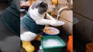 Кошка посудомойка