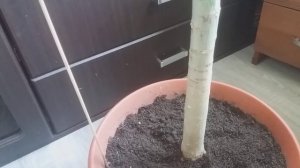 Папайя пускает бутоны,урожай инжира в домашних условиях.