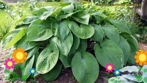 Хоста гибридная Джурасик Парк. Краткий обзор, описание характеристик hosta hybrida Jurassic Park