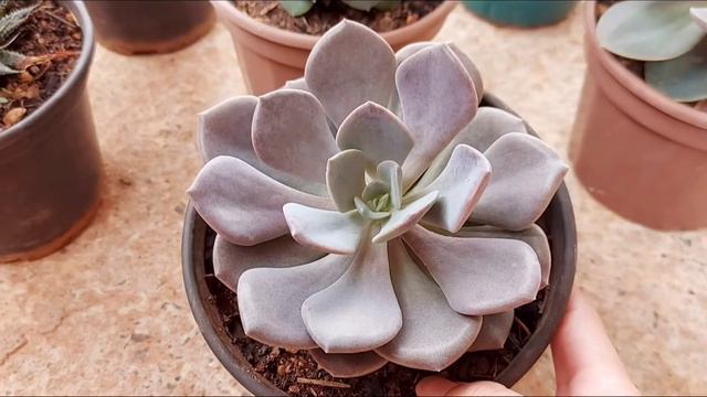 GRAPTOVERIA DEBBIE| Como Cultivar e fazer mudas dessa suculenta rosada linda 🪴🥰 смотреть онлайн