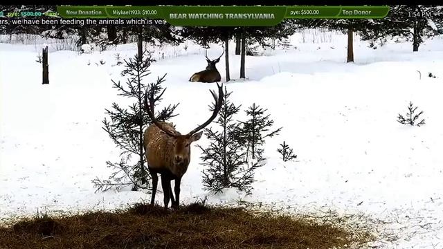 камеры для охоты на оленей, медведей, кабанов, лис и волков смотреть онлайн
