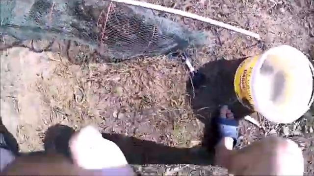 Раки Ловятся на Корм для Собак. Новая приманка смотреть онлайн