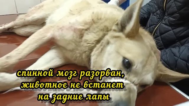 Парень лежал на кровавом снегу недалеко от заправки...Но его заметили люди пока он не замерз!