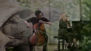 К Сен Санс "Черепахи"