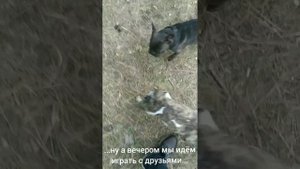Нашим Любимкам посвящается.