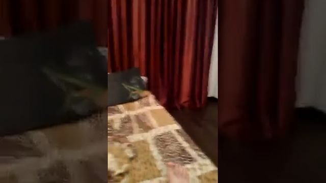 Хотела сыграть в симс но кошка отвлекла смотреть онлайн