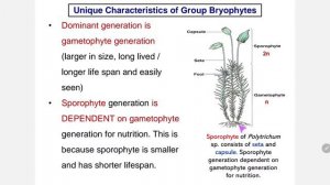 1.5.1 (a) unique characteristics of group Bryophytes   (b) classification of Bryophytes into 3 phyl