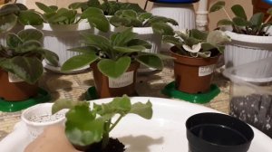 Что делать, если Детка Фиалки нарастила Стволик?