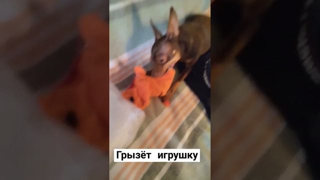 Грызёт игрушку