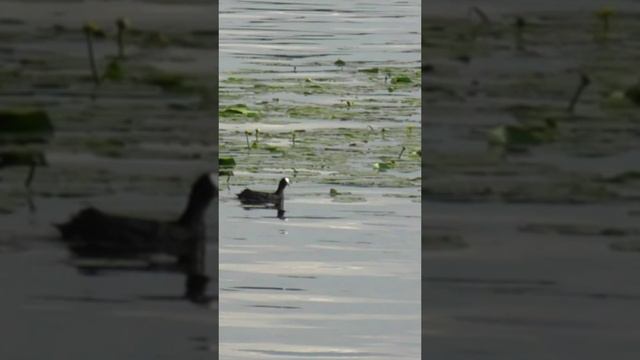 УТКА ЛЫСУХА В ЗАРОСЛЯХ КУБЫШКИ