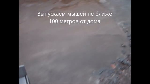 Мышеловка - живоловка непрерывного действия. Ночная съемка с ИК освещением. смотреть онлайн