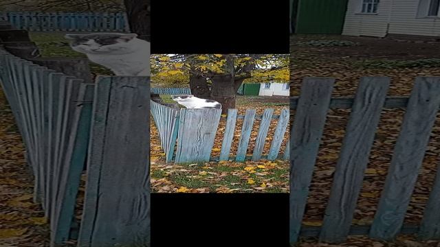 Сторожевой кот на посту