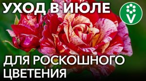 РОЗЫ В ИЮЛЕ: чем подкормить и как обрезать для обильного и продолжительного цветения