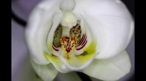 Orchid flower opening