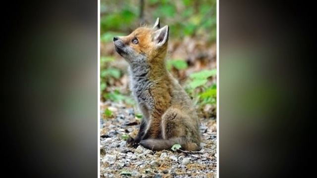 Стихи и фото животных Лисье семейство смотреть онлайн