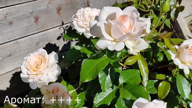 РОЗА Чандос Бьюти. Лучшая роза этого сезона!!! смотреть онлайн