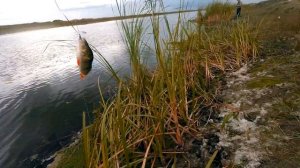 Рыбалка осенью на щуку и окуня / Эта приманка всех переловила! Ловля на спиннинг