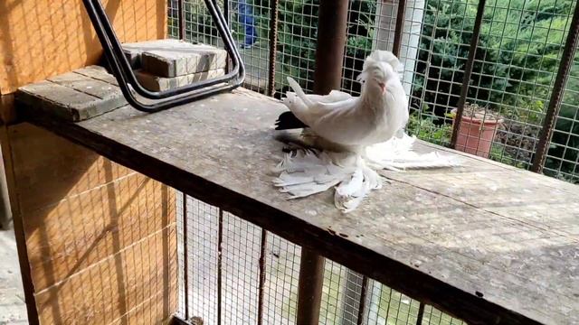 Коллекция голубей Северокавказские космачей в г. Георгиевск в гостях у Кости Батаева смотреть онлайн