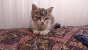 Ты не плачь _ Братья Тамбовской церкви _ НОВАЯ ПЕСНЯ.mp4