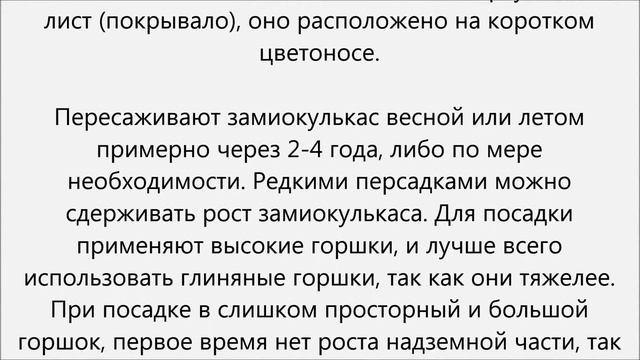 Замиокулькас уход.Цветок замиокулькас уход смотреть онлайн