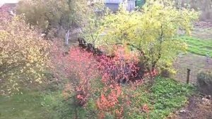Кабаны в огороде. Огромное стадо кабанов