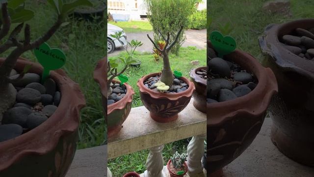 Союз грибов и растений
