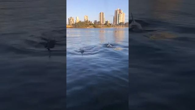 Dolphins on the Aquaduck Tour. Aquaduck Safaris Gold Coast 9 January 2019