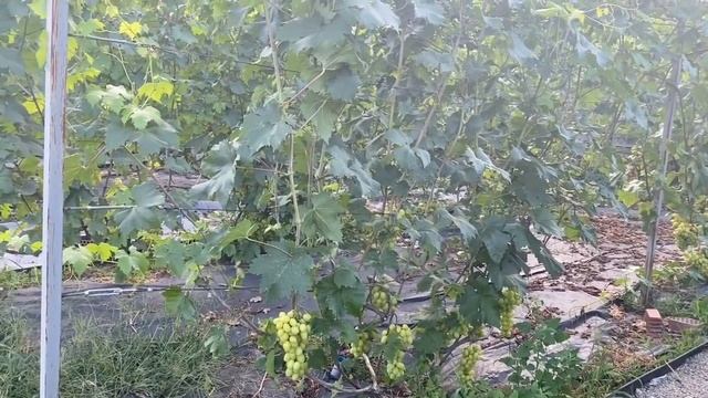 Как Наказать Огородных Воров смотреть онлайн