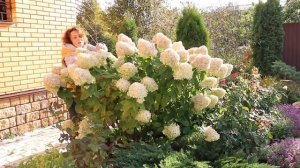 Гортензии в Октябре.  Сад Людмилы Кудасовой