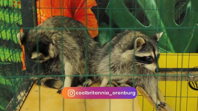 Выставка экзотических животных "Zooland" смотреть онлайн