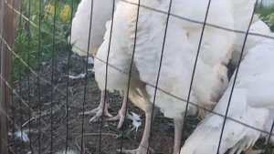 Индюки БИГ-6 в три месяца