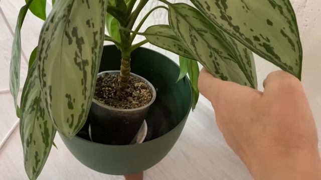 Неприхотливые и теневыносливые цветы  для интерьера.