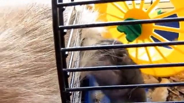 ХОМЯК СЪЕДАЕТ КОТА смотреть онлайн