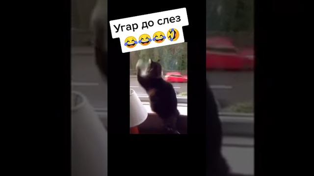 Угарное видео про животных 😂 тик ток тренды