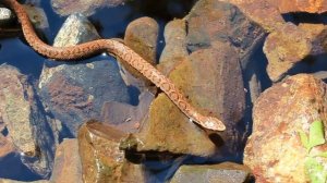 Уссурийский щитомордник (лат. Gloydius ussuriensis)