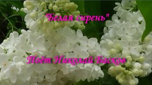 Белая сирень