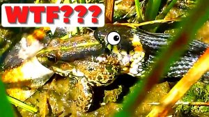 Змея напала на лягушку