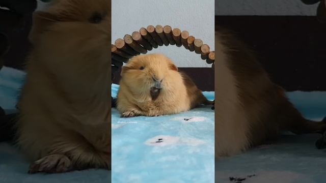 lion pig! - hughug a guinea pig