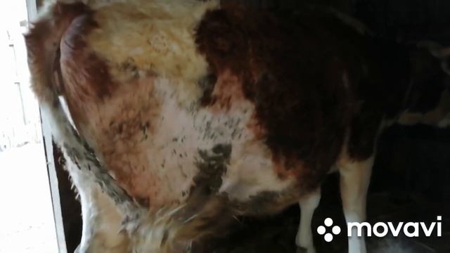 ВОТ ЭТО ЖИЗНЬ!ПРИНЯЛА СЕДЬМОЙ ОТЕЛ!МАЛЕНЬКАЯ МОТЯ!МОЯ НЕТЕЛЬ СИММЕНТАЛКА!МОИ КРАСИВЫЕ КОРОВКИ!ВЕСНА смотреть онлайн