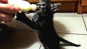 Котёнок ест из бутылочки