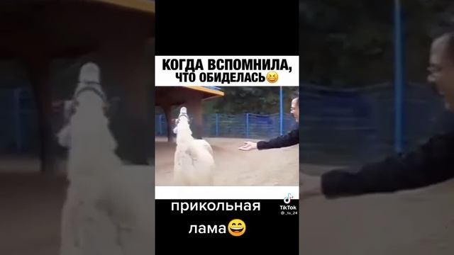 ???#видеостиктока #смех #прикол #жиза #лама #животное