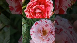 scentimental rose. gorgeous red/pink and white striped. changes many colors in between. #roses