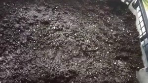 ?Черенкование самшита.