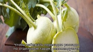 Кольраби, посадка и уход в открытом грунте