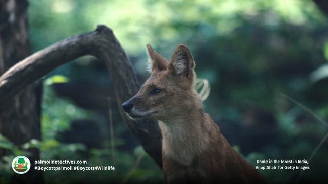 Dhole Canis Cuon alpinus - India - Asia